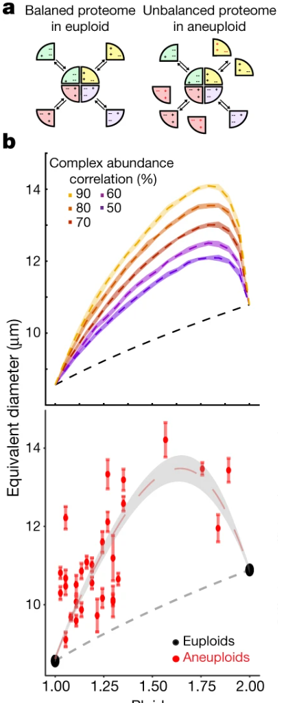 Physical Mechanism for Aneuploidy-induced osmotic pressure